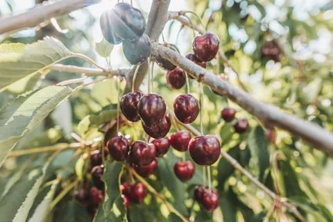 Cherry tree full of fruit Stock Photos