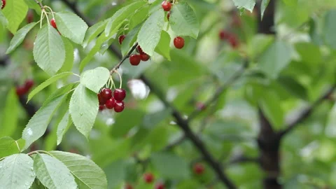 Cherry tree full of fruits Stock Footage 132756719