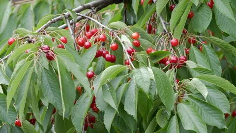 Cherry tree full of fruits Stock Footage 132757934