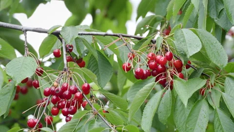 Cherry tree full of fruits Stock Footage 132758178