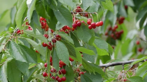 Cherry tree full of fruits Stock Footage 132758280