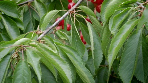 Cherry tree full of fruits Stock Footage 132758754