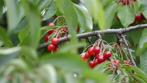 Cherry tree full of fruits Stock Footage 132758789