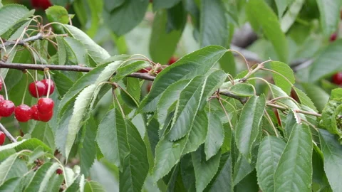 Cherry tree full of fruits Stock Footage 132758947
