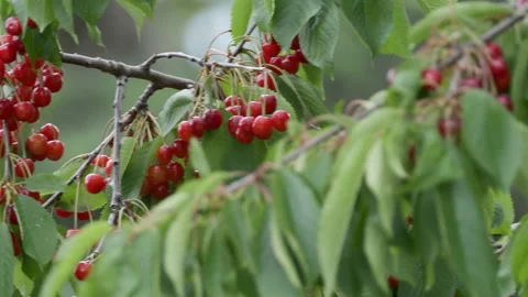 Cherry tree full of fruits Video stock 132759101
