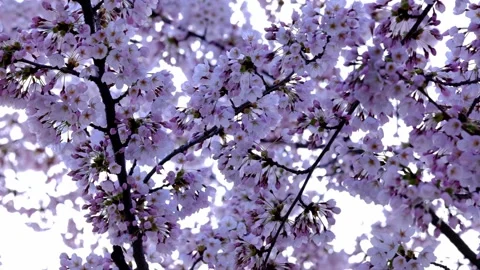 Cherry tree full of pink blossoms in the Spring Video stock 335925035