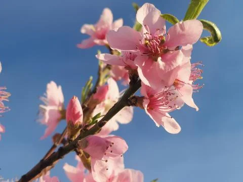 A cherry tree with full pink colored leaves Stock Photos