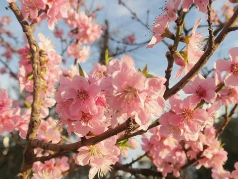 A cherry tree with full pink colored leaves Stock Photos
