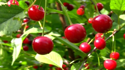 Cherry tree full of red cherries Stock-Footage 39062160