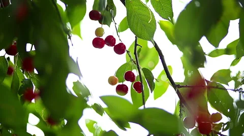 Cherry Tree Full Of Red Cherries Stock Footage 52185117