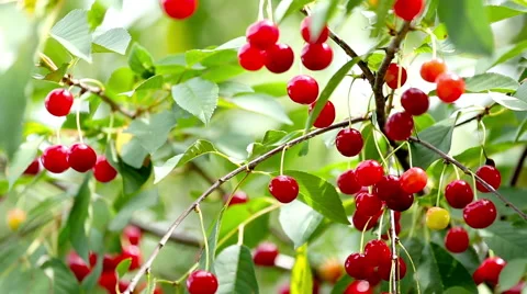 Cherry Tree Full Of Red Cherries Stock Footage 52185196