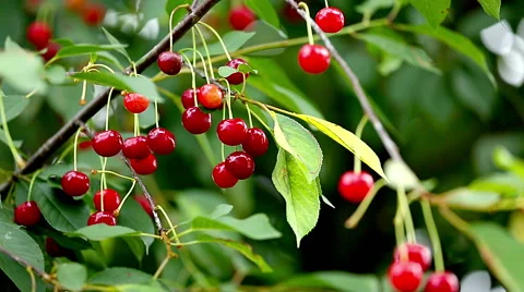 Cherry Tree Full Of Red Cherries Stock Footage 52185239