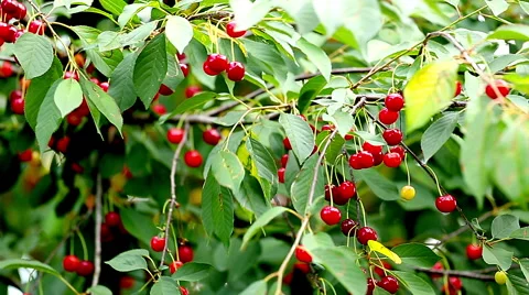 Cherry Tree Full Of Red Cherries Stock Footage 52197786