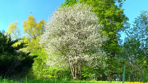 Cherry Tree in Full White Bloom Beneath a Blue Spring Sky Stock Footage 346358615
