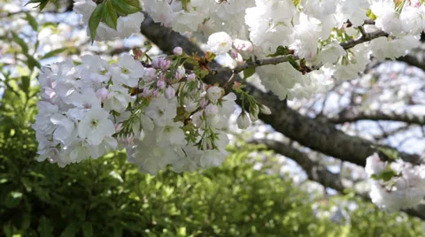 Cherry Tree Garden April Blooming Popular Spring Festival Japanese Park Blossom Stock Footage 35283884