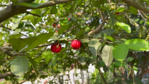 Cherry tree in the garden. Stock Footage 151057358