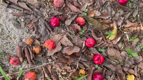 Cherry tree in the garden. Stock Footage 151057363