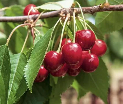 Cherry on a tree in the garden Stock Photos