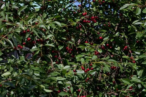 Cherry tree in the garden in the rays of the sun Stock Photos