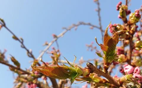 Cherry tree is getting the first leaves Stock-Fotos