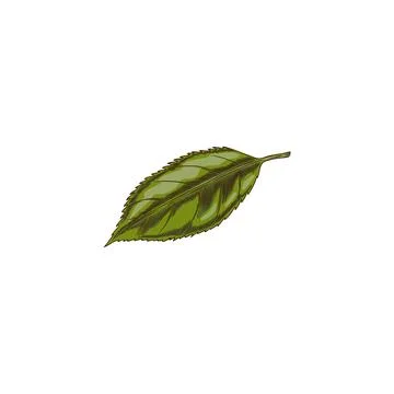 Cherry tree green leaf sketch, vector hand drawn falling nature floral sing.. Stock Illustration