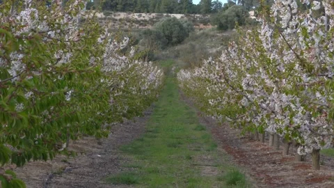 Cherry tree grove in bloom with white flowers Stock Footage 152377595