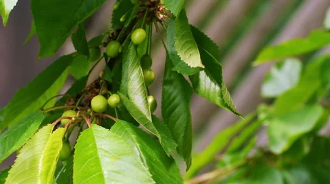 Cherry tree with growing green cherries, blurred fence and bokey background Stock Footage 51008802