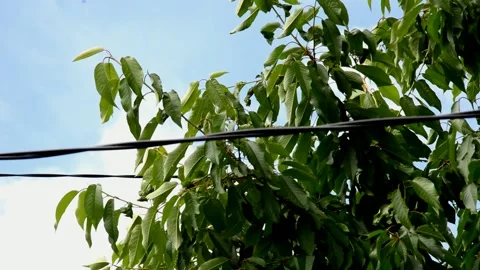 Cherry tree growing next to a electric cable Stock Footage 211876594