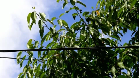 Cherry tree growing next to a electric cable Stock Footage 211882036