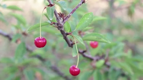 Cherry Tree Hanging from a Branch Stock Footage 233858302