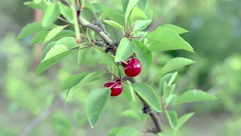 Cherry Tree Hanging from a Branch Stock Footage 233858314