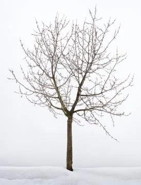 Cherry Tree Hibernation Stock Photos