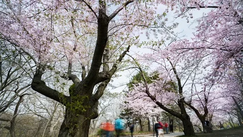 A cherry tree in High Park during the cherry blossom Stock Footage 113932366