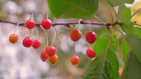 Cherry on the tree, High vitamin C and antioxidant fruits. Fresh organic on the Stock Footage 242698085