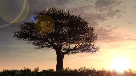 Cherry tree on hill sunrise Stock Footage 1089771