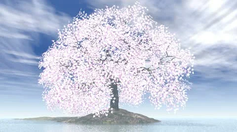 Cherry tree on island Stock Footage 10902039