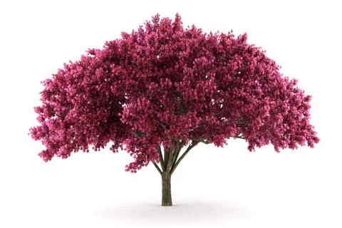 Cherry tree isolated on white background with clipping path Stock Illustration