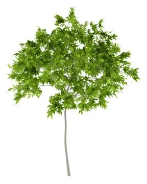 Cherry tree isolated on white background. 3d illustration Stock Illustration