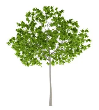 Cherry tree isolated on white background. 3d illustration Illustrazione stock