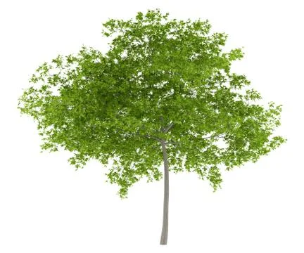 Cherry tree isolated on white background. 3d illustration Stock Illustration