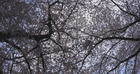 Cherry tree at Kanda river 4K middle Stock Footage 87999512