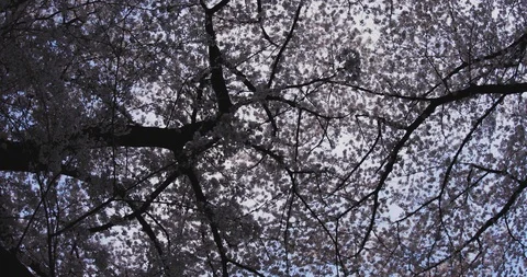 Cherry tree at Kanda river 4K middle shot standard focus Stock Footage 88072198