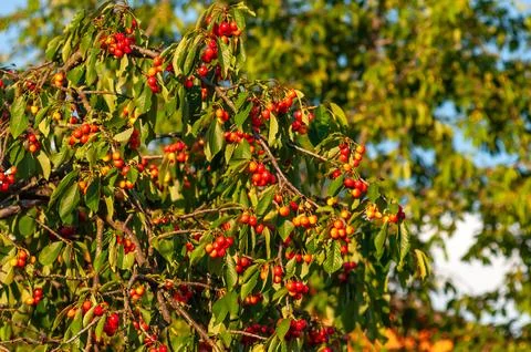 A cherry tree laden with ripe fruit stands against a partly cloudy sky, cap.. Stock-Fotos