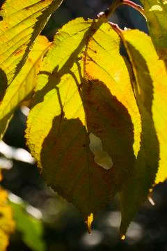 Cherry tree leaf in autumn Stock Photos