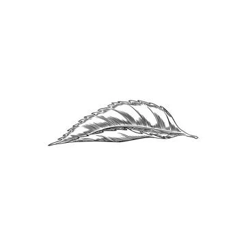 Cherry tree leaf engraved sketch, vector hand drawn nature floral single de.. Stock Illustration