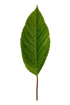 Cherry tree leaf serrated margin venation macro botanical detail Stock Photos