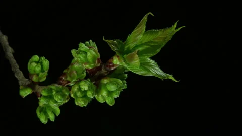 Cherry tree leaf Timelapse Stock Footage 305768960