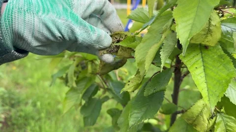 Cherry tree leaves are infested with black bean aphids Stock Footage 311205059