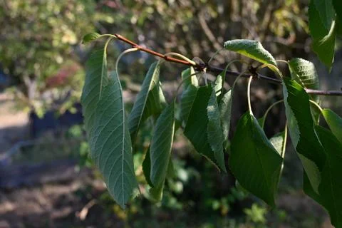 Cherry tree leaves on a branch Stock Photos