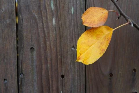 Cherry tree leaves fence Stock Photos